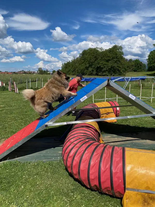 agility chien annecy éducateur canin - saut de chien