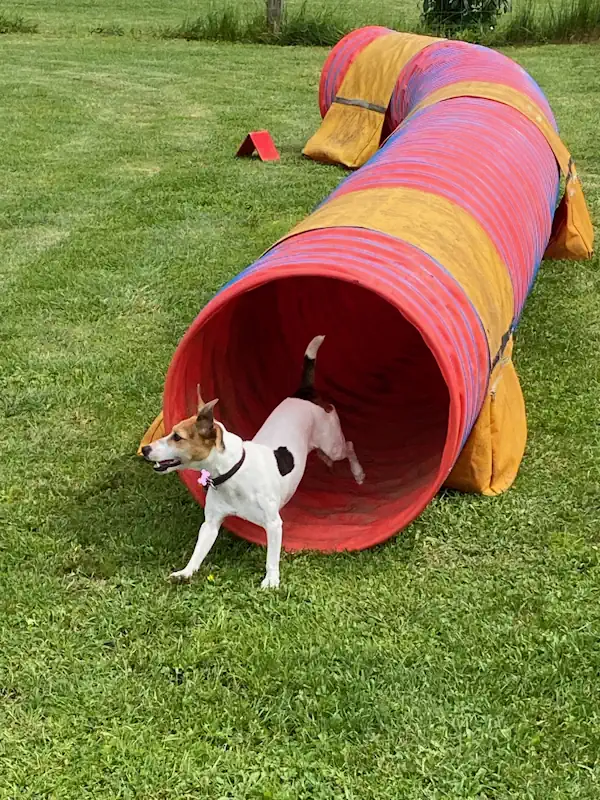 agility chien annecy educateur canin - parcours de chien