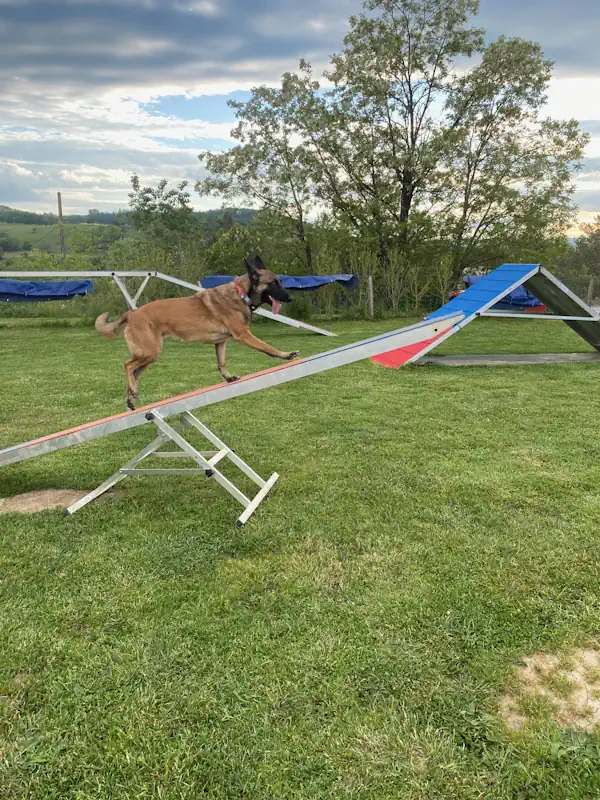 agility chien annecy educateur canin - saut de chien