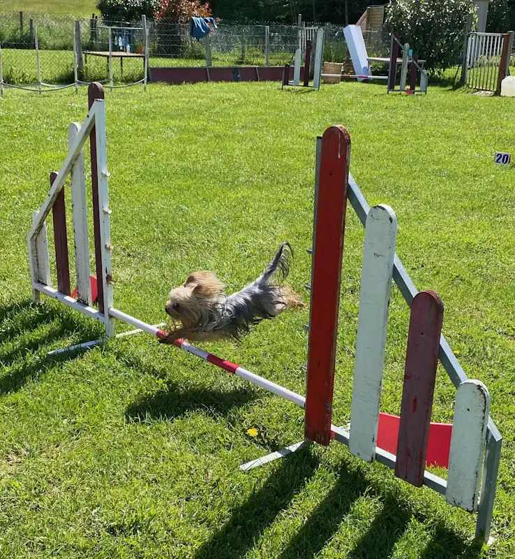 agility chien annecy educateur canin - saut de chien