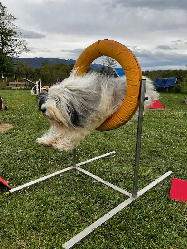 agility chien annecy educateur canin - saut de chien