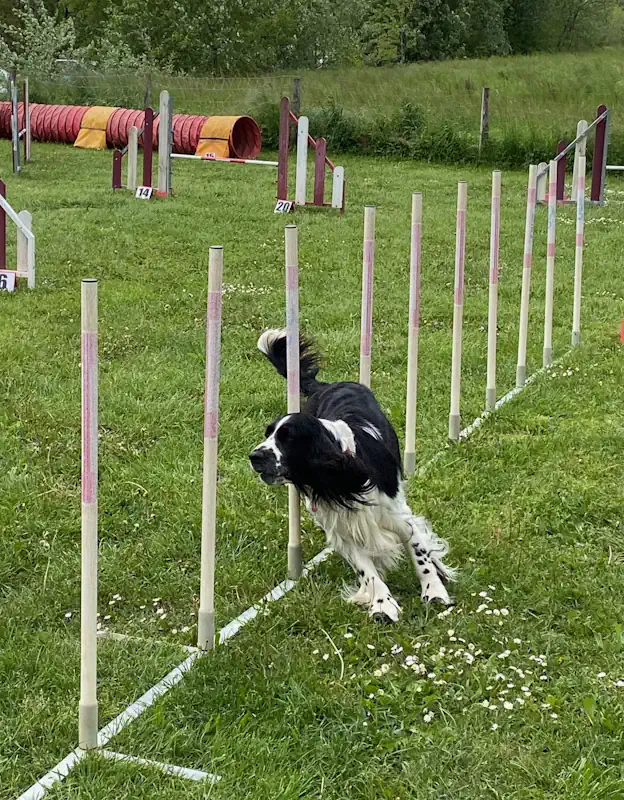 agility chien annecy educateur canin - parcours de chien