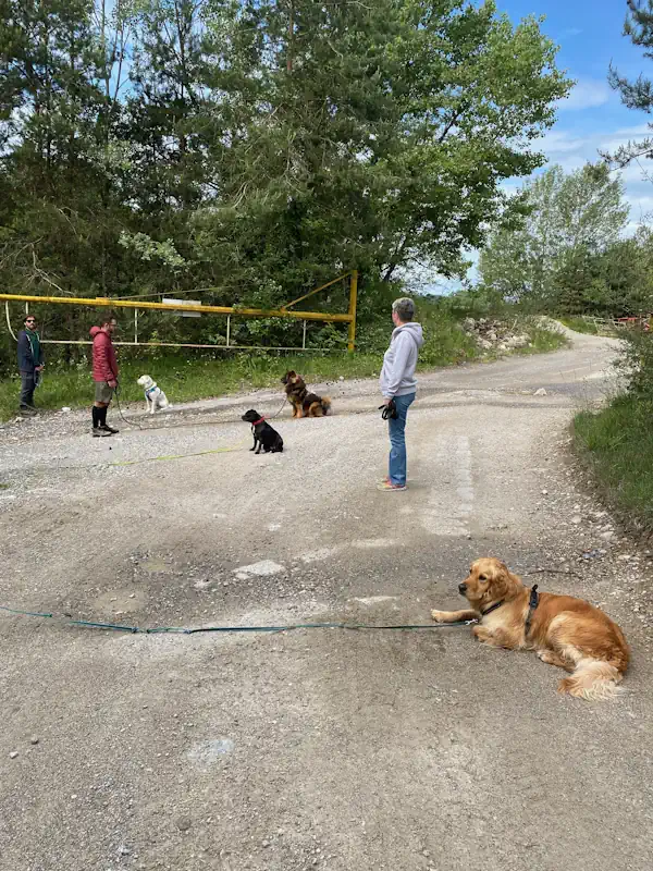 balade chien educateur canin Annecy