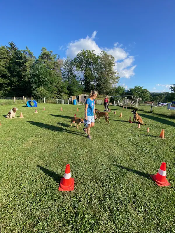 éducateur canin annecy - cours collectif chien