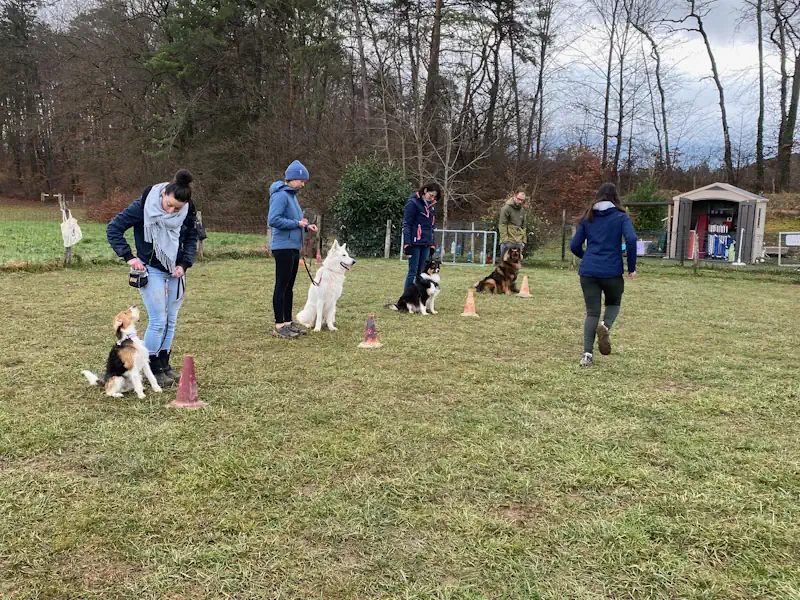 éducateur canin annecy - cours collectif chien