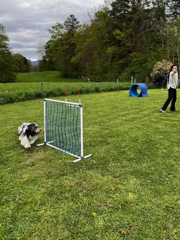 hoopers annecy chien - educateur canin 74