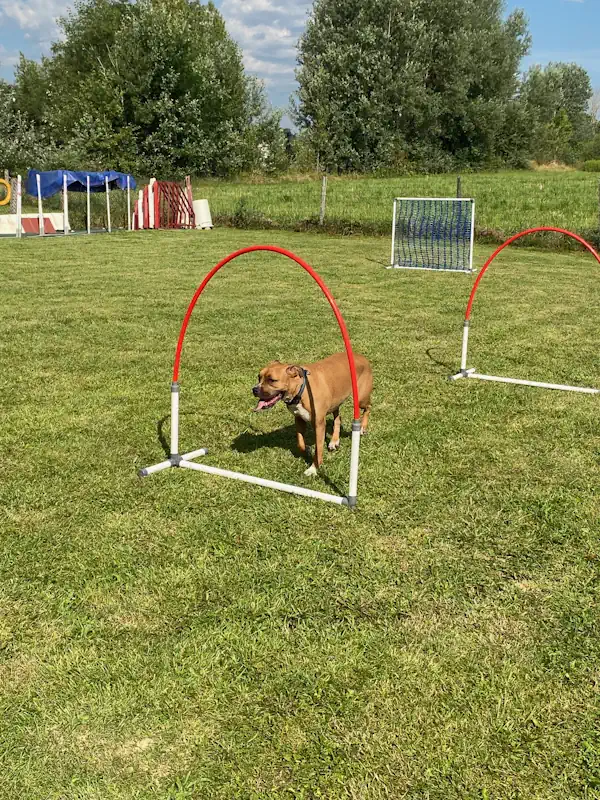 hoopers annecy chien - educateur canin 74