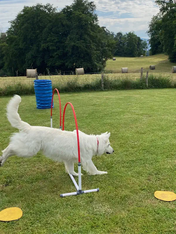 hoopers annecy chien - educateur canin 74