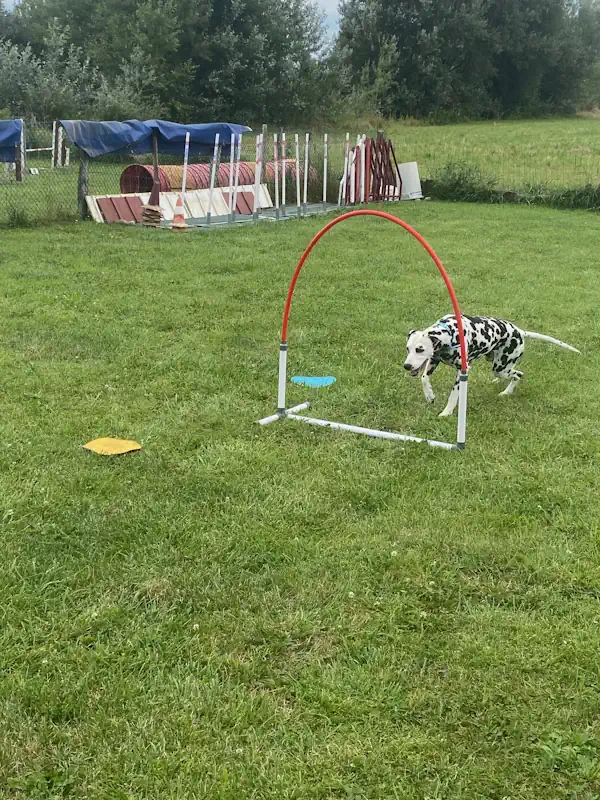 hoopers annecy chien - educateur canin 74