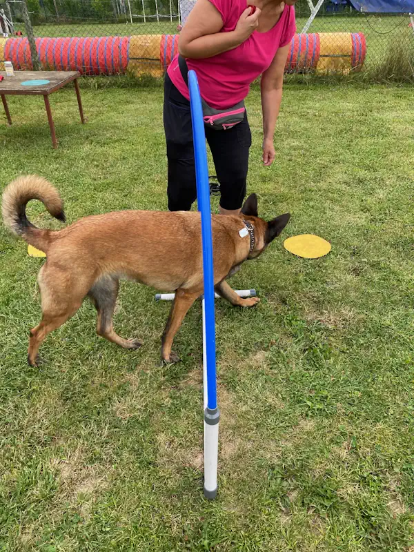 hoopers annecy chien - educateur canin 74