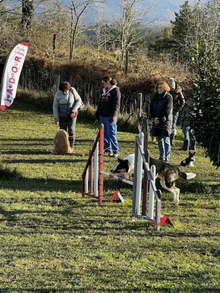 éducateur canin Annecy agility hooper - fête de Noel 2025