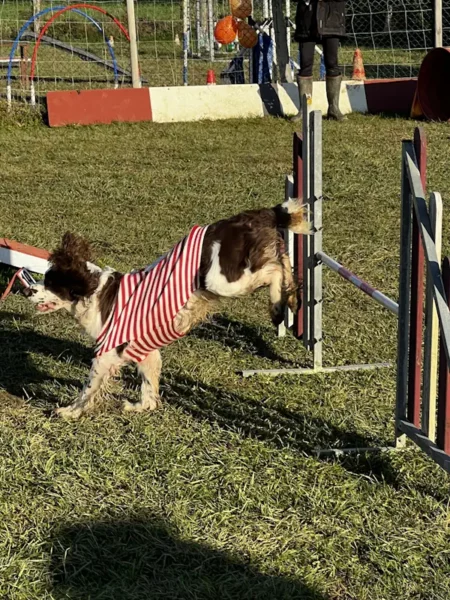 éducateur canin Annecy agility hooper - fête de Noel 2025