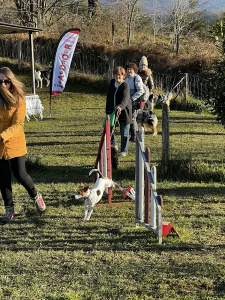 éducateur canin Annecy agility hooper - fête de Noel 2025