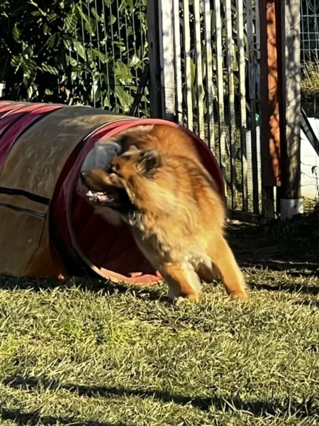 éducateur canin Annecy agility hooper - fête de Noel 2025