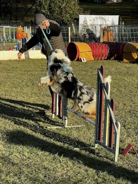 éducateur canin Annecy agility hooper - fête de Noel 2025