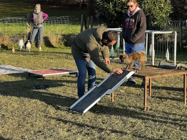 éducateur canin Annecy - fête de Noel 2025